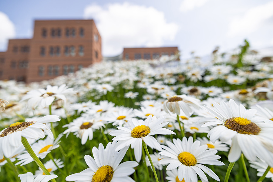 White flowers in front of campus building